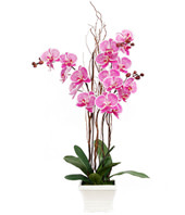 Phalaenopsis Orchid Arrangement 