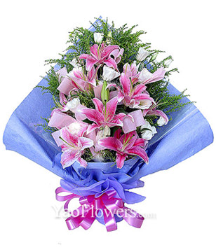 6 Pink lilium,royal blue