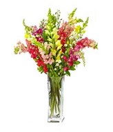 8 assorted colour snapdragons with fresh greens
