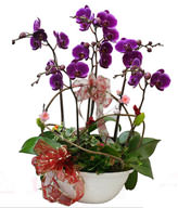 Giant treasure orchid. small potted. jewelry