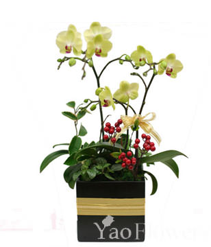 Green Apple orchid. small potted