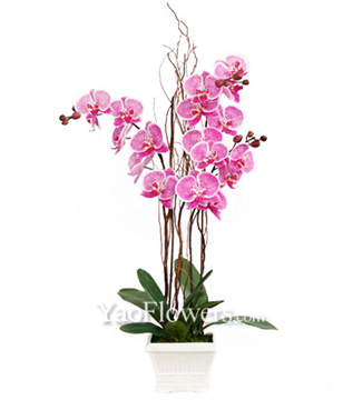 Phalaenopsis Orchid Arrangement 