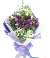 20 purple tulip