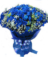 66 blue roses with baby’s breath