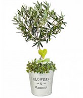 Miniature Olive Tree: Symbol of Peace