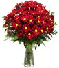Red Elegance: red chrysanthemums