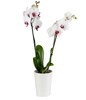 Double-stemmed pure white orchid gift