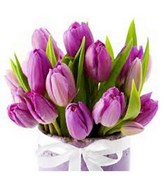A dozen of fresh purple TULIPS arranged in a Hand tied Bouquet with fillers,wrappings and ribbon.