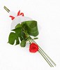 1 Long stem red rose