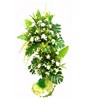 White Chrysanthemum, White Chrysan Pom-poms & Dancing Lady