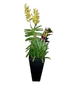 Live yellow orchids in pot with fresh soil