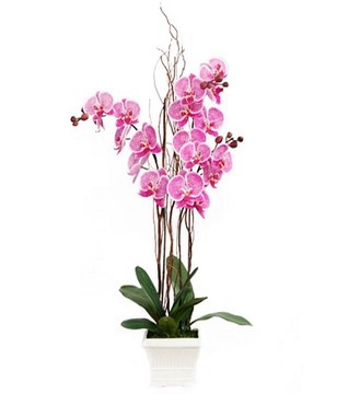 Blooming Pink Phalaenopsis Orchid in Pot with fresh soil
