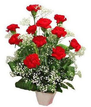 11 Red Carnations in Vase