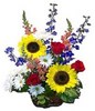sunflowers, snapdragons, red roses and striking asters presented with fresh greens in an attractive basket with special floral foam