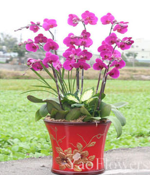 Red Orchids,Congratulation. Birthday,The New Opening,Moving,Advance In Office, Being Promoted. Wedding Ceremony