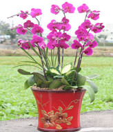 Red Orchids,Congratulation. Birthday,The New Opening,Moving,Advance In Office, Being Promoted. Wedding Ceremony