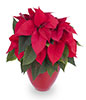 The Great Poinsettia