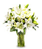 Pure Emotion: Three white lilies & gerberas