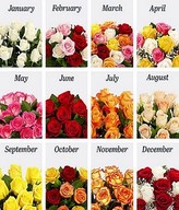 3 Months of Roses