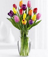 15 Multi-Colored Tulips