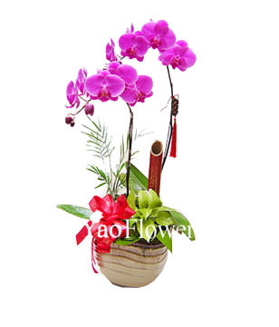 Two Red Orchids,For indoor office or desktop display , the opening ceremonies, housewarming, holiday , birthday gifts 