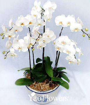 Six White Orchids