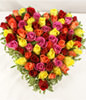 66 multi coloured roses