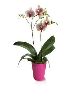 Double-stemmed exotic orchid gift