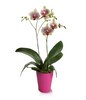 Double-stemmed exotic orchid gift