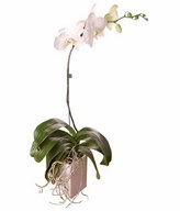 Stem of White Phalaenopsis Orchid in Vase