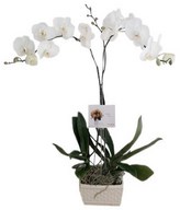2 stem of White Phalaenopsis Orchid in Vase
