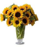 12 Sunflowers