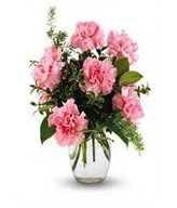 Pink Carnations in a vase
