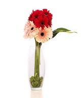 Mixed Gerberas in a Glass Vase