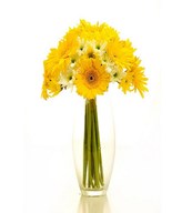 Yellow Gerbera and Filler  in a Glass Vase