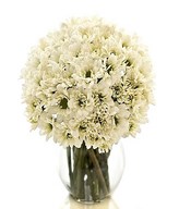 White Daisies in a Vase