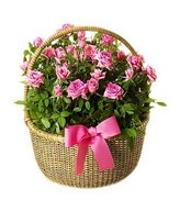 Bunch of Mini roses arrange in a basket with pink ribbon