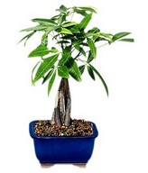Asian Braided Bonsai tree with approx size 10-12 inches