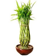 Pure Araena Sanderiana (a.k.a. bamboo) arrange in a beautiful pot; approx size 10-12 inch