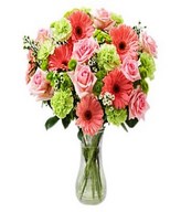 Dozen of pink roses, gerberra, daisies, green carnations, and more in Bouquet