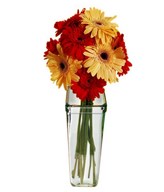 Mixed Red and Yellow Gerberas in Vase