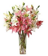 Arrangement of mixed oriental Lily in hand bouquet