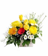 Arrangement of Yellow rose and Chrysanthemum with yellow and Orange Gerbera and fillers in White Ceramic Vase