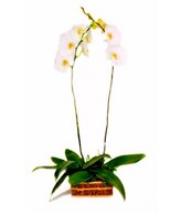 2 Stalks of Phalaenopsis Orchids in a Pot