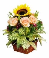 Sunflower and Champagne Rose Basket Arrangement